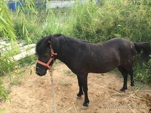 骑乘国产小矮马视频,萌态可掬的亲子时光