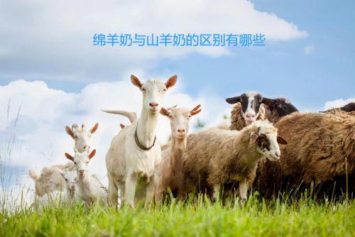 国产山羊奶评测视频网站