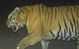 国产老虎长出双翼视频,国产老虎惊现双翼奇观视频引发热议