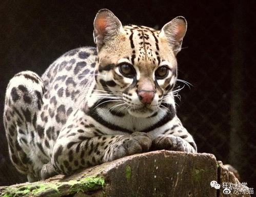 虎猫是国产猫么吗视频,揭秘虎猫的国产魅力  第2张