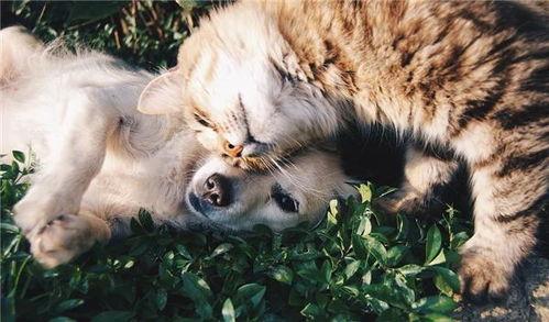 虎猫是国产猫么吗视频,揭秘虎猫的国产魅力  第3张